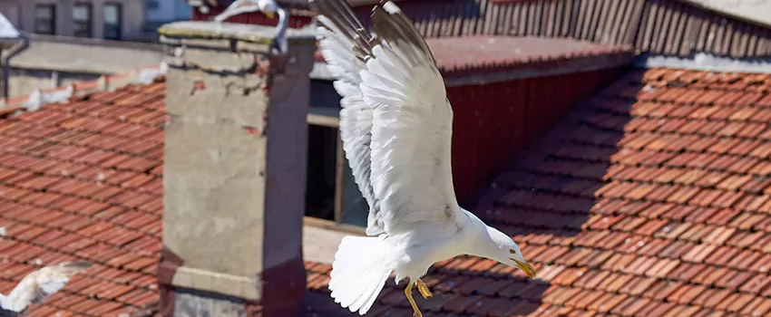 Residential Chimney Animal Removal Solution in Plainview, NY