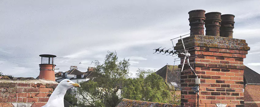 Chimney Cleaning And Restoration in Plainview, New York